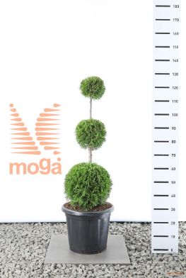 http://twentheplant.nl/tsd/69137_THOSMARA_VBL38090C10_1.jpg