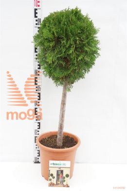 http://twentheplant.nl/tsd/93675_THOSMARA_S040C09_1.jpg
