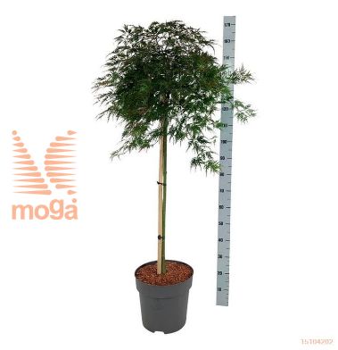http://twentheplant.nl/tsd/70712_ACPORANG_s090c15_2.jpg