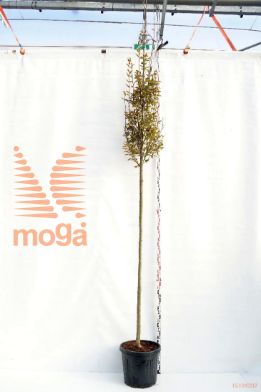 http://twentheplant.nl/tsd/93675_CABFASTI_s91214c55_1.jpg