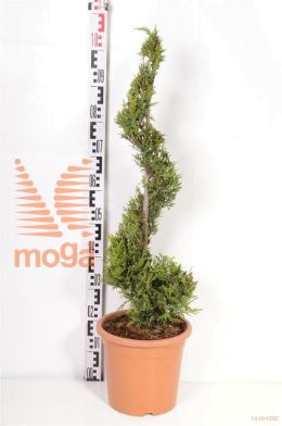 http://twentheplant.nl/tsd/93675_CULCASTL_VSPC09_2.jpg