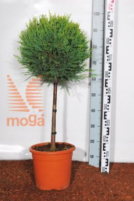 http://twentheplant.nl/tsd/93675_CULCASTL_S040C09_1.jpg