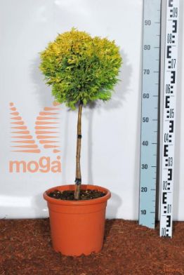 http://twentheplant.nl/tsd/93675_CULGRIDE_S040C09_1.jpg