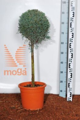 http://twentheplant.nl/tsd/93675_CUAFASTI_S040C09_1.jpg