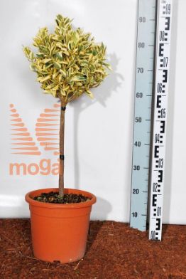 http://twentheplant.nl/tsd/93675_EUJBRAVO_S040C09_1.jpg