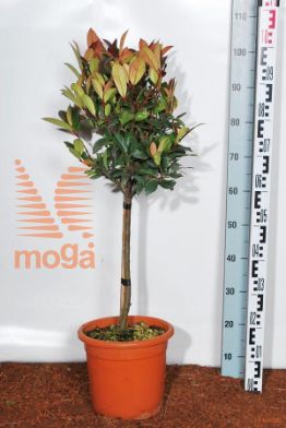 http://twentheplant.nl/tsd/93675_PHFRROBI_S040C09_1.jpg