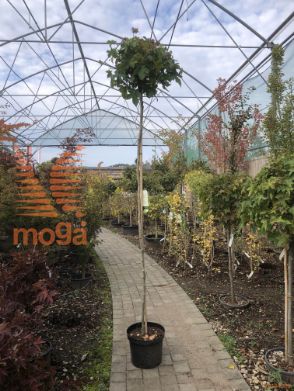 Liquidambar styraciflua "Gum Ball" |Stem 180 cm|C10