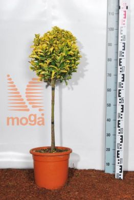 http://twentheplant.nl/tsd/93675_EUJEAURE_S040c09_1.jpg