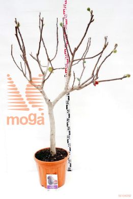 http://twentheplant.nl/tsd/83219_FICARICA_s060c25_1.jpg