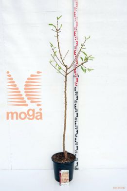 http://twentheplant.nl/tsd/83219_PRDULCIS_S080C10_1.jpg