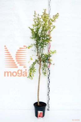 http://twentheplant.nl/tsd/83219_PUGRANAT_S080C10_1.jpg
