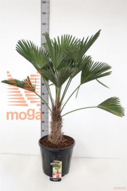 http://twentheplant.nl/tsd/83219_TRWAGNER_S030C25_1.jpg