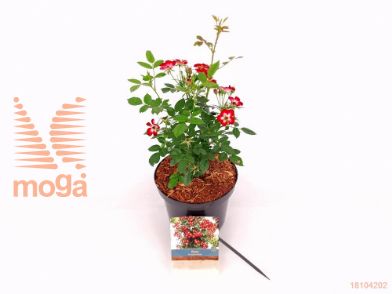 http://twentheplant.nl/tsd/76887_ROSERUBY_8P19020030_2.jpg