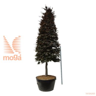 http://twentheplant.nl/tsd/93201_FASATROP_VP350400500_1.jpg