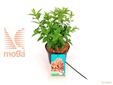 http://twentheplant.nl/tsd/76887_HYPPCHER_8P19020030_2.jpg