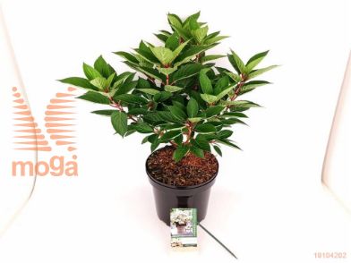 http://twentheplant.nl/tsd/76887_HYPPFLOR_8P19030040_2.jpg