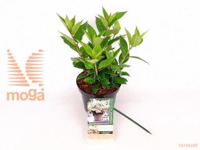 http://twentheplant.nl/tsd/76887_HYPPOLES_8P19020030_2.jpg