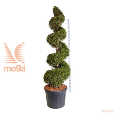 http://twentheplant.nl/tsd/93201_THOBRABA_VSP175200C9_1.jpg