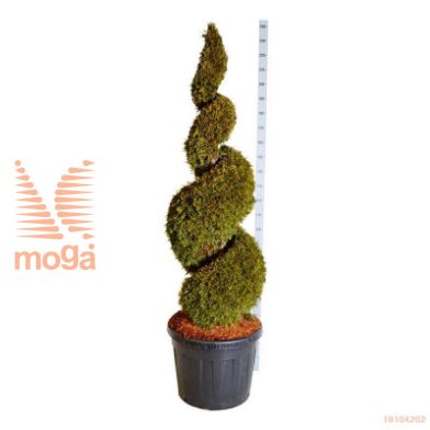 http://twentheplant.nl/tsd/93201_THOSMARA_VSP150175C9_1.jpg