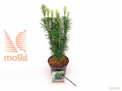 http://twentheplant.nl/tsd/76887_CEHFASTI_8P19040050_2.jpg