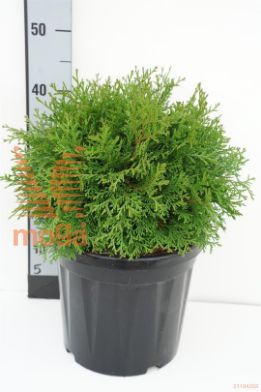 http://twentheplant.nl/tsd/73487_CHOPYGMA_8P26030035_1.jpg