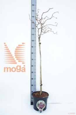http://twentheplant.nl/tsd/93806_COARMAJE_S080P262J_1.jpg
