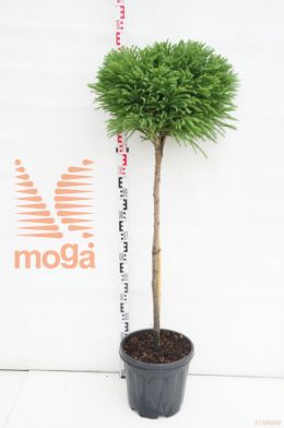 http://twentheplant.nl/tsd/93675_CRJGNANA_S080C18_1.jpg