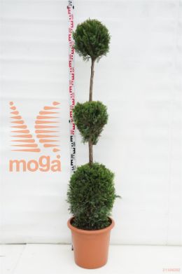 http://twentheplant.nl/tsd/93675_CULCASTL_VBL3C30_1.jpg