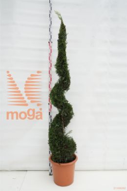 http://twentheplant.nl/tsd/93675_CULCASTL_VSP175200C3_1.jpg