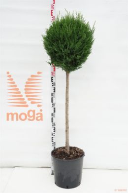 http://twentheplant.nl/tsd/93675_CULEYLAN_S080C18_1.jpg