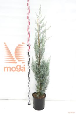 http://twentheplant.nl/tsd/93675_CUAFASTI_8P26125150_1.jpg