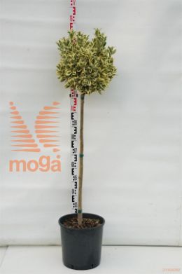 http://twentheplant.nl/tsd/93675_EUJBRAVO_S080C18_1.jpg