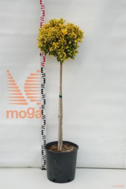 http://twentheplant.nl/tsd/93675_EUJEAURE_S080C18_1.jpg