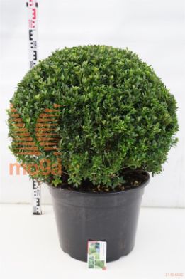 http://twentheplant.nl/tsd/62347_ILCMAXIM_VBL6070C45_1.jpg