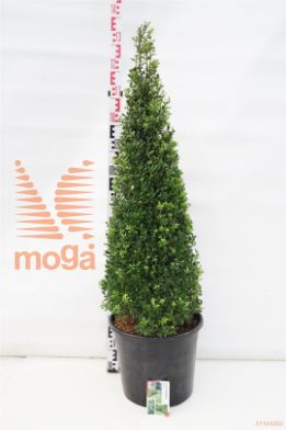 http://twentheplant.nl/tsd/62347_ILCMAXIM_VP80100C20_1.jpg