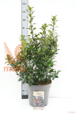 http://twentheplant.nl/tsd/81210_ILMBMAID_9C12080100_1.jpg