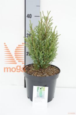 http://twentheplant.nl/tsd/88315_JUCCOMPR_8P19025030_1.jpg
