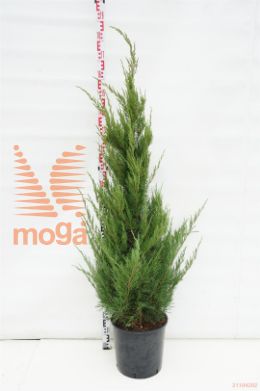 http://twentheplant.nl/tsd/93675_JUPMJULE_VP125150C18_1.jpg