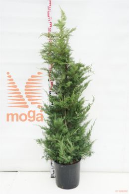 http://twentheplant.nl/tsd/93675_JUPPAURE_VP125150C18_1.jpg