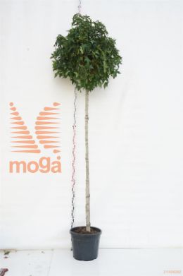 http://twentheplant.nl/tsd/93675_LISGBALL_s91214c55_1.jpg