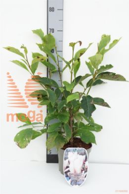 http://twentheplant.nl/tsd/73800_MASSUPER_8P19050060_1.jpg