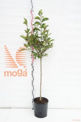 http://twentheplant.nl/tsd/93675_MASOULAN_S080C18_1.jpg