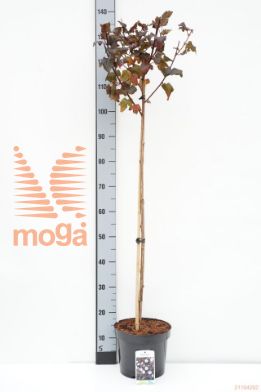 http://twentheplant.nl/tsd/74806_PHODDOR_S090P26_1.jpg
