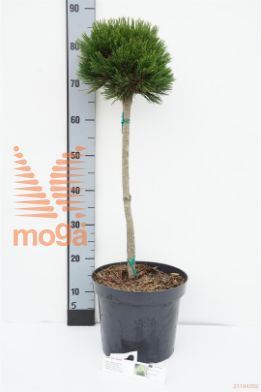 http://twentheplant.nl/tsd/88315_PIHSCHMI_s050p26_1.jpg