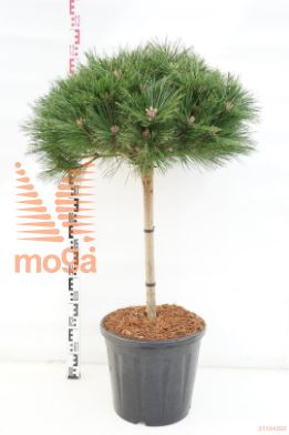 http://twentheplant.nl/tsd/73487_PINBREPO_s050c20_1.jpg