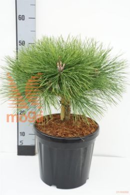 http://twentheplant.nl/tsd/73487_PINBREPO_S010C8_1.jpg
