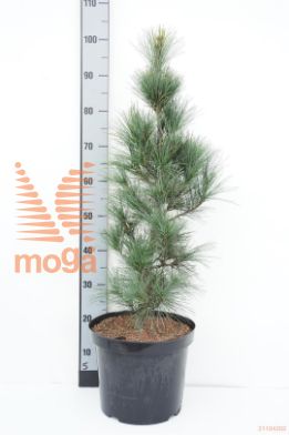 http://twentheplant.nl/tsd/94500_PISFASTI_9c10060080_1.jpg