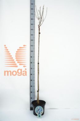 http://twentheplant.nl/tsd/93806_PREUMBRA_S120P231J_1.jpg