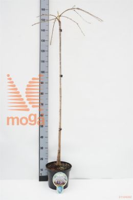 http://twentheplant.nl/tsd/93806_PRYIVENS_S120P231J_1.jpg