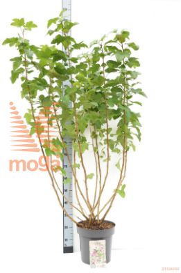 http://twentheplant.nl/tsd/81210_RISPSCAR_9C12100125_1.jpg